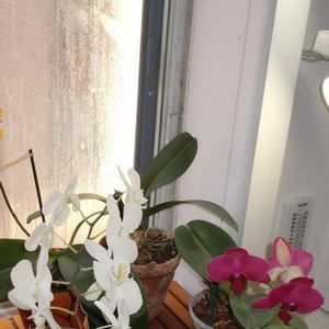 Meet your Posher, Gilberte